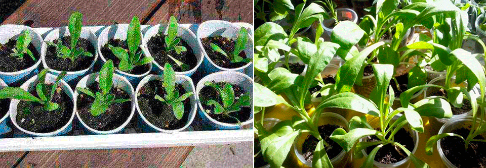 Можно ли выращивать календулу в домашних условиях?