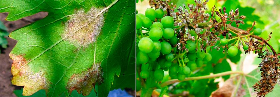 Ложная мучнистая роса на винограде