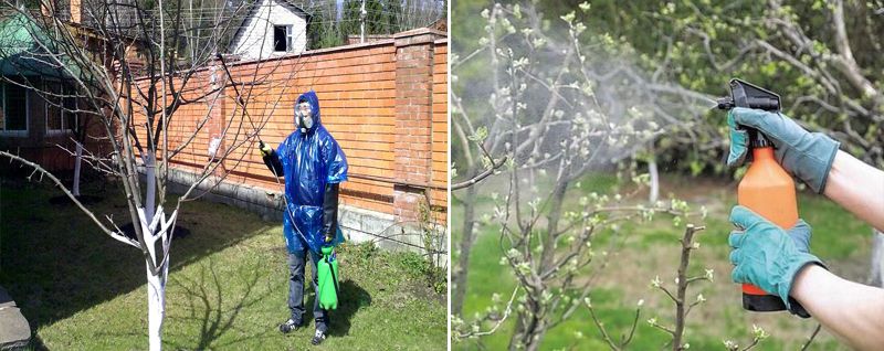 Обработка яблонь весной медным купоросом