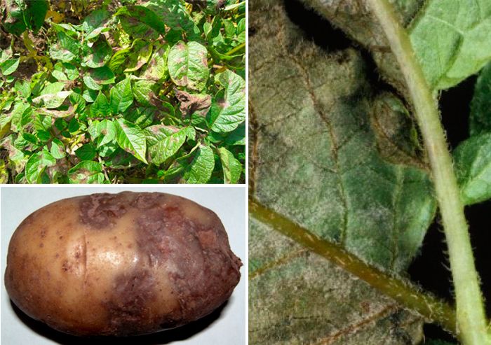 Фитофтора картофеля и борьба с ней