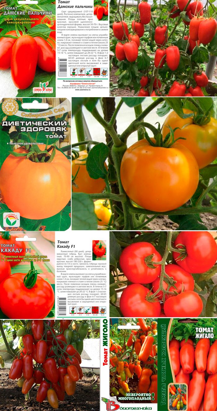 Устойчивые томаты