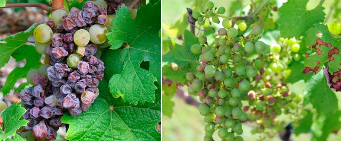 Фото болезней винограда и их лечение разными фунгицидами + видео