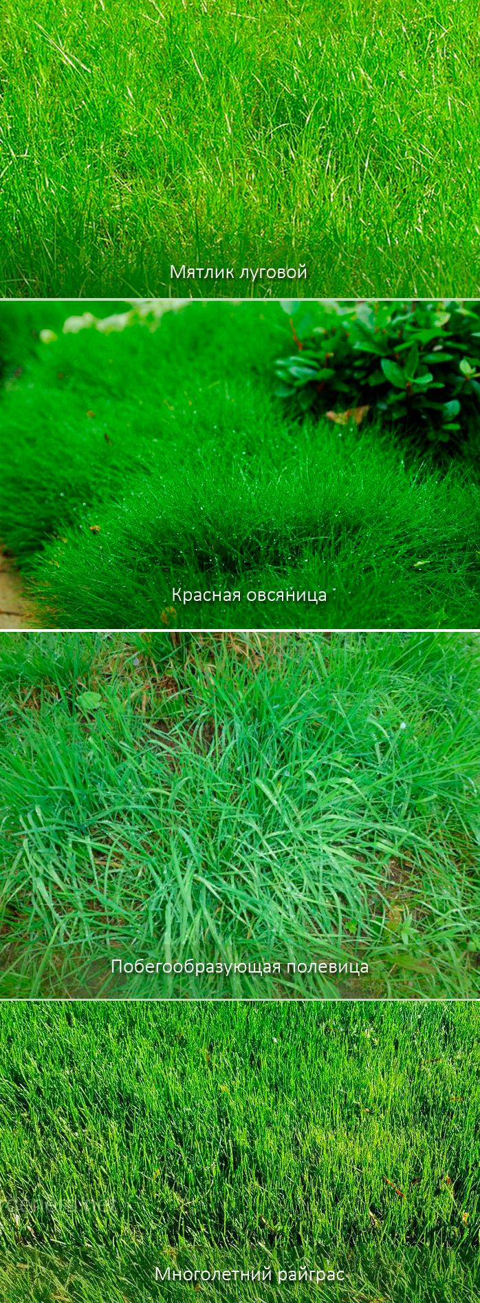 Как сеять газон на даче. Как самостоятельно сеять газонную траву: выбор семян, посадка и уход