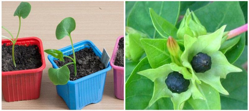 Можно ли мирабилис выращивать как комнатное растение?
