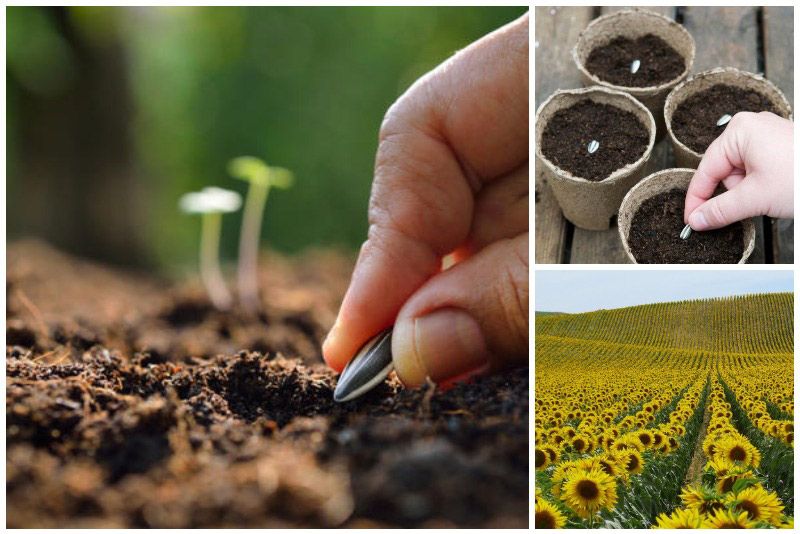 Семенам и почве – особое внимание