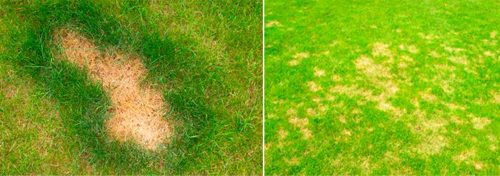 Болезни газона фото и их лечение, белый налет на траве