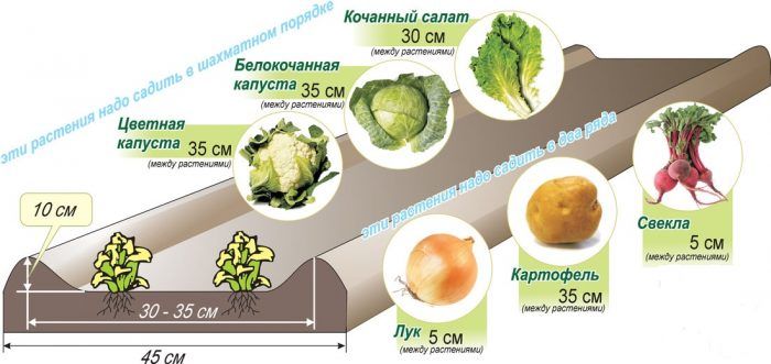 Правильное расположение овощей в грядке
