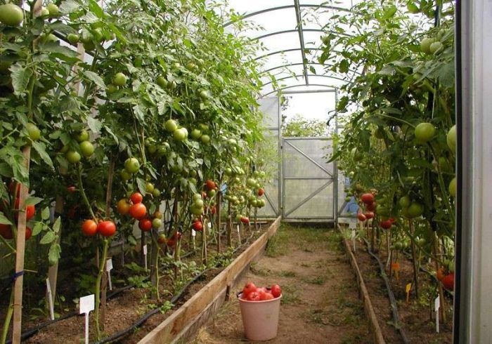 Расположение томатов в теплице 3 на 6