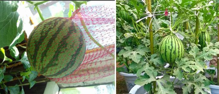 Домашнее выращивание арбуза
