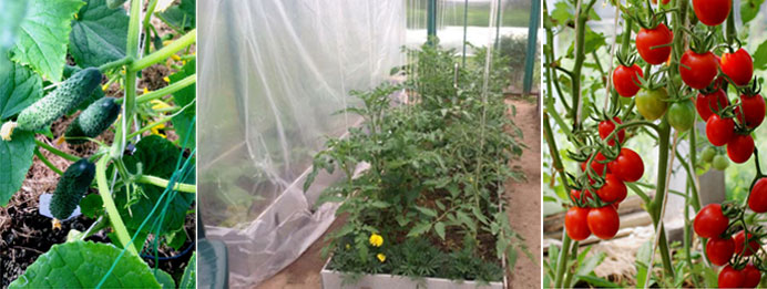 Какие растения можно сажать в одной теплице, совместимость огурцов и помидоров