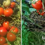 tomat souz 8 metelica
