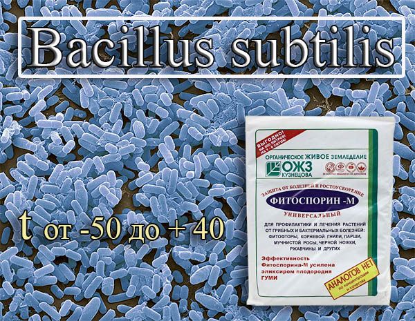 Бактерии Bacillus Subtilis
