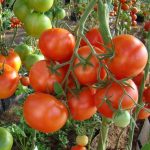 tomat alyaska