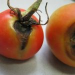 tomaty bolezni koricnevays pyatnistost 1