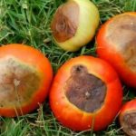 tomaty bolezni vershinnaya gnil