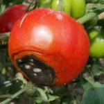 tomaty bolezni vershinnaya gnil 2