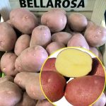 kartofel bellaroza