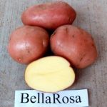 kartofel bellaroza 7