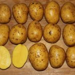 Kartofel Gala 2