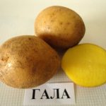Kartofel Gala 3