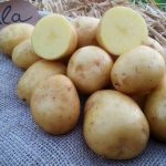 Kartofel Gala 5