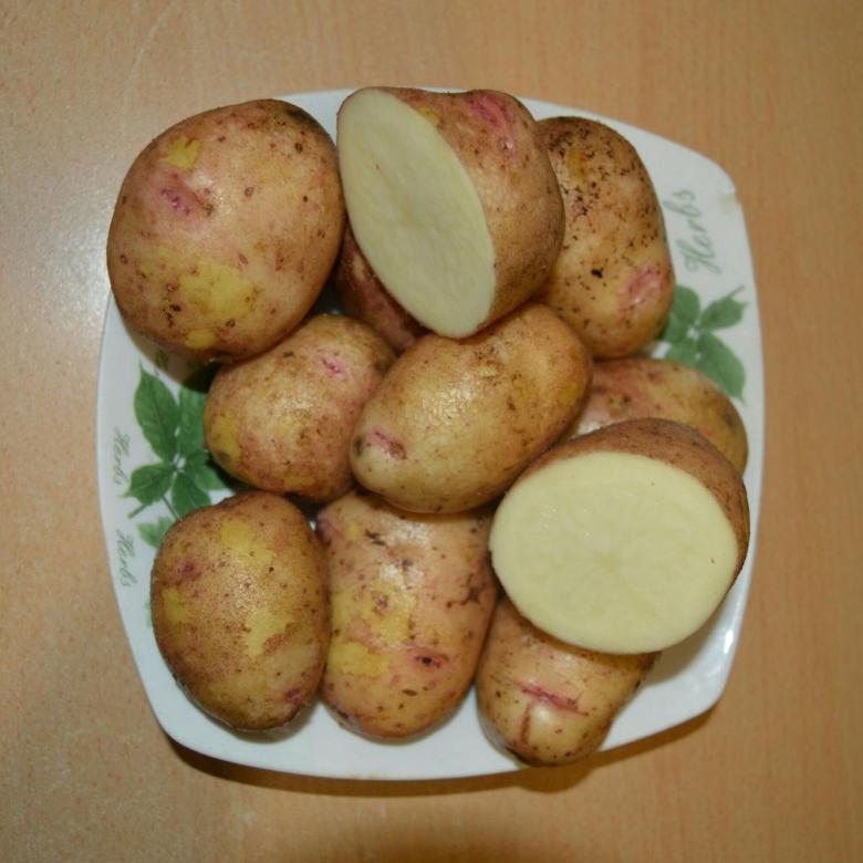 Картофель Аврора