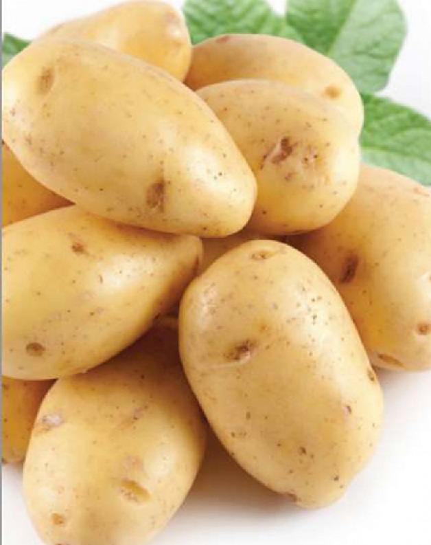 Сорт картофеля Лина