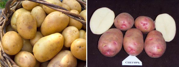 Как вырастить хорошую картошку в сибири