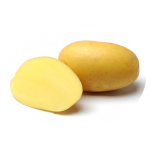 kartofel nandina 1 1