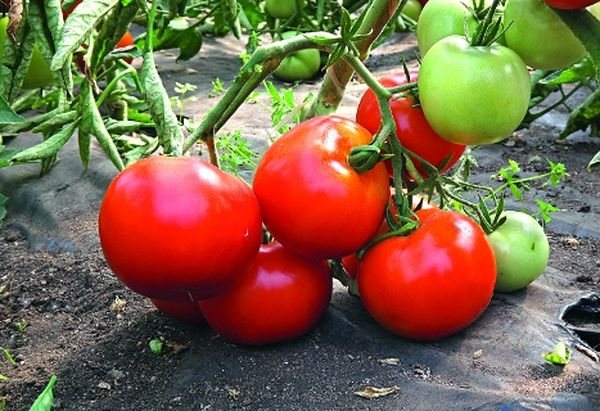 Гроздь томатов сорта Ажур
