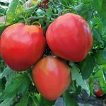 Красные томаты на ветке