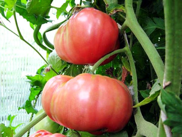 Плоды томата Малиновый гигант