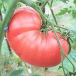 Крупный плод томата