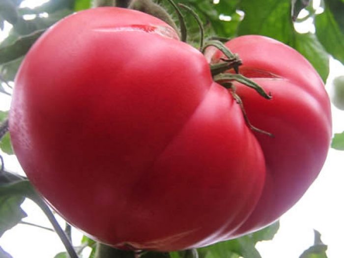Большой плод помидора малиновый гигант