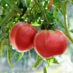 Созревание помидор на кусте