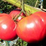 Сорт томата Малиновый гигант