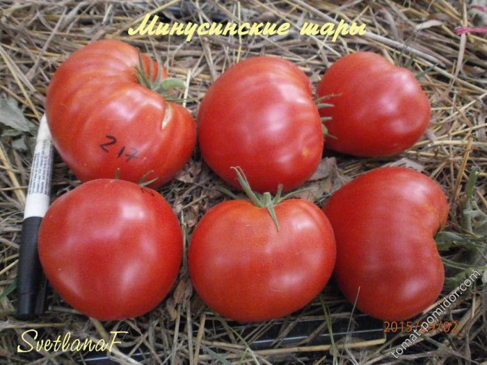 Урожай помидоров Минусинских шаров