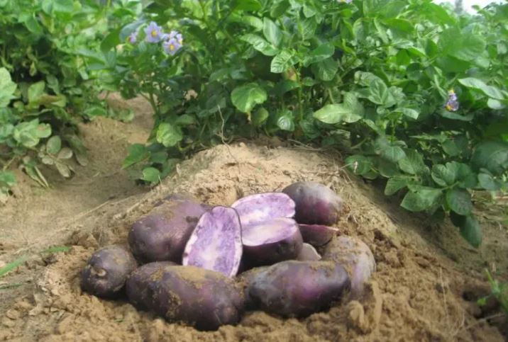Кусты и клубни фиолетового картофеля