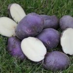 Фиолетовый картофель с белой мякотью