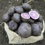 Урожай фиолетового картофеля