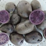 Семенной картофель фиолетового картофеля