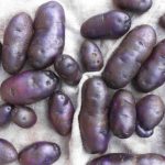 Клубни фиолетового картофеля с белой мякотью