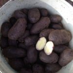 Урожай картофеля сорта Цыганка