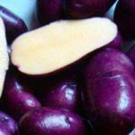 Фиолетовый картофель сорта Цыганка