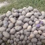 Урожай сорта картофеля Экзотик