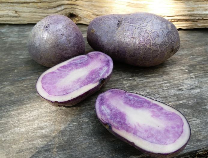 Сорт картофеля Фиолетовый красавец