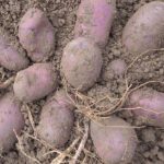 Сорт фиолетового картофеля Василек