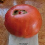 tomat Mikado krasnyi 1
