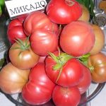tomat Mikado krasnyi 3