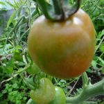 tomat Mikado krasnyi 4